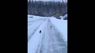 EPIC Chase Marten hunting rabbit  Who Wins [upl. by Gianni]