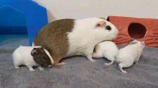 Baby Guinea Pigs Exploring [upl. by Hana]