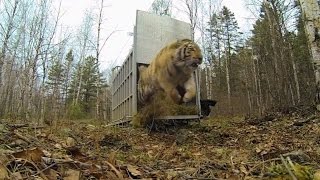 Incredibly Rare Siberian Tiger Release [upl. by Soalokin61]