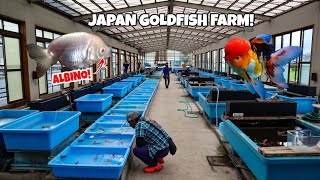 HUGE GOLDFISH FARM Tour in Japan [upl. by Nap742]