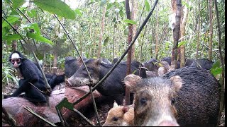 O saleiro ficou bom Paca anta queixadas e macacoaranha lambendo sal Macaco lambendo sal [upl. by Ahmad]