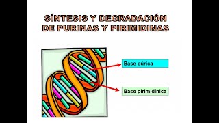 SÍNTESIS Y DEGRADACIÓN DE PURINAS Y PIRIMIDINAS [upl. by Eillas]