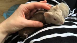 Newborn Baby Guinea Pigs Squeaking [upl. by Eikcim]