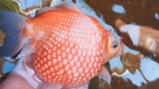 How to grow HUGE Goldfish  2 year transformation [upl. by Noivad]