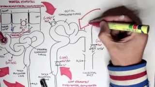 Pharmacology  Diuretics [upl. by Maccarone]