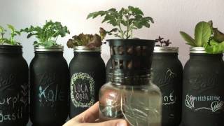 Easy DIY Beginner Hydroponic Kratky System [upl. by Enylrac]