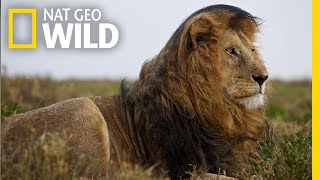 Lions 101  Nat Geo Wild [upl. by Pellegrini]