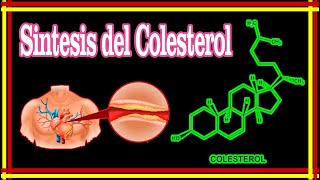 Síntesis del Colesterol  Bioquímica [upl. by Stilu596]