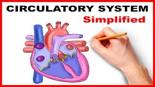 Circulatory System Physiology Heart Simplified [upl. by Yllrebmik]