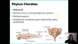 Phylum Chordata [upl. by Bonneau541]