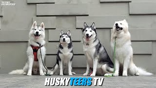 COLLAB PART 2 HUSKYTEERS TV [upl. by Leasia207]