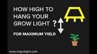 How Far Should Grow Lights Be From Plants Learn How high To Hang A Grow Light [upl. by Solomon]