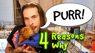 4 Reasons Why Guinea Pigs Purr [upl. by Ahsap]