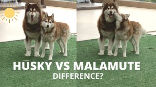 Husky vs Alaskan Malamute Difference  Husky in India  Malamute in India [upl. by Nancie282]