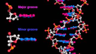 DNA major and minor grooves [upl. by Ycram]