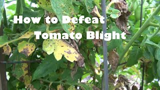 How to Defeat Tomato Blight [upl. by Romelda975]