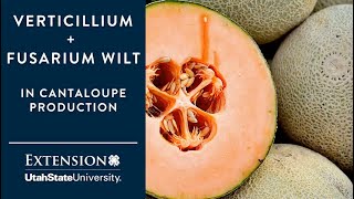 Verticillium and Fusarium Wilts in Cantaloupe Production [upl. by Sura236]