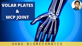 VOLAR PLATES amp METACARPOPHALANGEAL JOINT MCP Hand Biomechanics [upl. by Treve874]