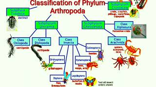 Classification of Phylum Arthropoda [upl. by Lemraj]