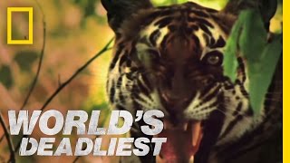 Tiger vs Monkeys  Worlds Deadliest [upl. by Lewert416]