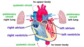 The Circulatory System Part 1 The Heart [upl. by Esoryram467]