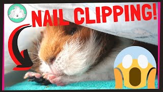 HOW TO Trim Your Guinea Pigs Nails With Ease  Squeak Dreams [upl. by Strickler]