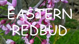 How to identify eastern redbud Cercis canadensis  TREE ID 5 [upl. by Landon]