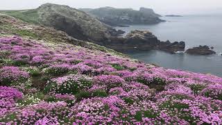 Skomer Island 4K [upl. by Rezeile134]