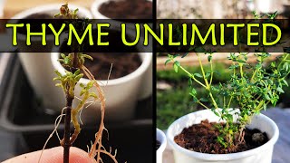 Grow Unlimited Thyme From Cuttings [upl. by Barabbas]