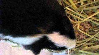 Guinea Pig Wheezing Strange Sound [upl. by Martinsen]