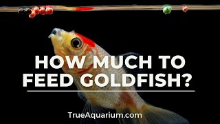 How Much to Feed Goldfish [upl. by Hardan682]