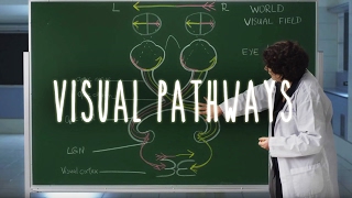 Neuroanatomy S1 E6 Visual Pathways neuroanatomy ubcmedicine [upl. by Maximilien]