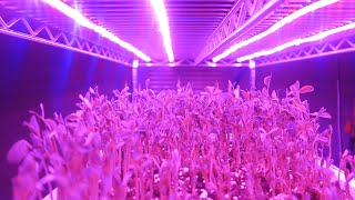 Build your own grow light [upl. by Frayne]