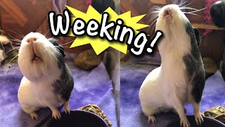 Guinea Pig Wheeking Compilation [upl. by Dianne548]