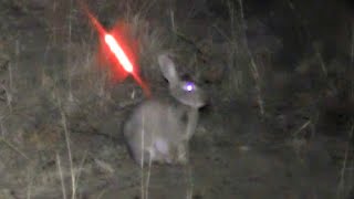 Bowhunting Rabbits NIGHT TIME [upl. by Aham]