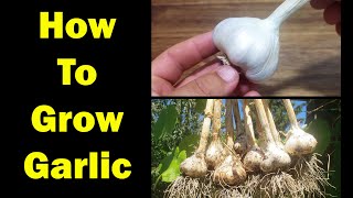 Garlic Growing and Harvesting Guide [upl. by Ahsiuqal]