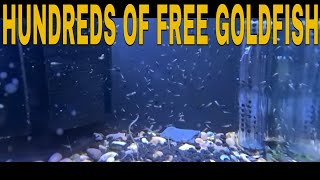 How To Breed Goldfish [upl. by Gilford]