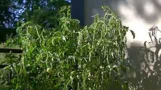 Tomato Plant Time Lapse Recover From Wilting [upl. by Ynaffet]