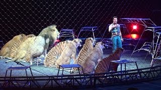 Ringling Brothers Big Cats Tigers and Lions show [upl. by Godiva]