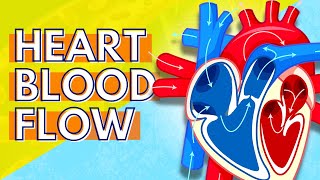 How Blood Flows Through the Heart [upl. by Lady]