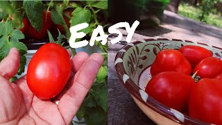 Easy Hydroponic Tomatoes [upl. by Alaj]