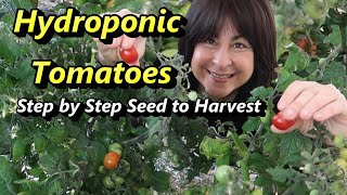 How to Grow Hydroponic Tiny Tim Tomatoes from Seed to Harvest Kratky vs DWC [upl. by Ecinereb]