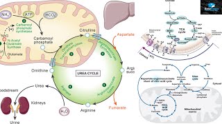 Amino Acids Degradation Protein Catabolism [upl. by Krauss]