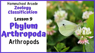 What are Arthropods  Phylum Arthropoda [upl. by Lindeberg]