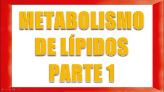 METABOLISMO DE LÍPIDOS PARTE 1 [upl. by Ziegler389]