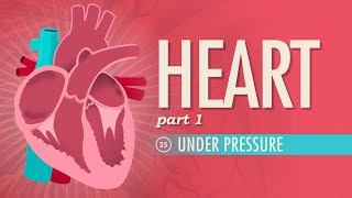 The Heart Part 1  Under Pressure Crash Course Anatomy amp Physiology 25 [upl. by Danete]