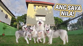 Husky Family visits OWN DOG PARK [upl. by Libbey992]