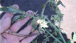 Identifying amp Managing Fusarium Diseases in Tomato [upl. by Resor]