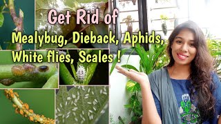 Get rid of Mealybugs Dieback Aphids Scales and WhiteflyGarden Pest Control Weekly Pest Control [upl. by Esile]