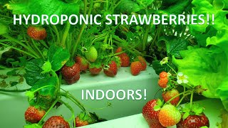 Indoor Hydroponic Strawberries Lots of Berries [upl. by Radmen]